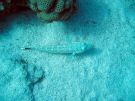 Filamentous dragonet