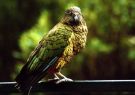 Kea
