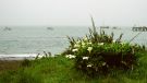Jackson Bay